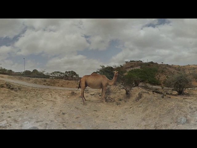 🐪 Made a special friend at the mountains near Ṣalālah | Oman 360°