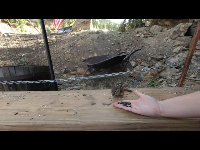 Susie Feeds Chipmunks And Doesn’t Get Rabies, Yay! -  VR180 Video