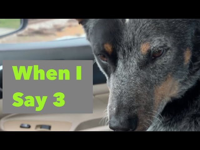 Sarge the Blue Heeler: Learning a trick at the tracks.