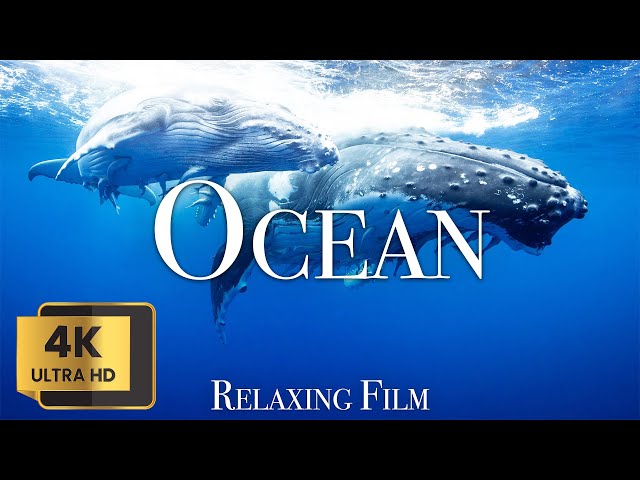 OCEAN 4K - A Relaxing Film for Ambient TV in 4K Ultra HD