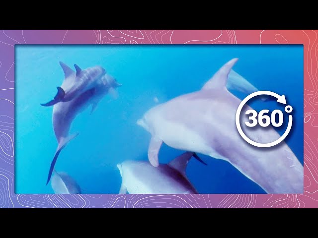 Baby Dolphin Plays with Pod | Wildlife in 360 VR