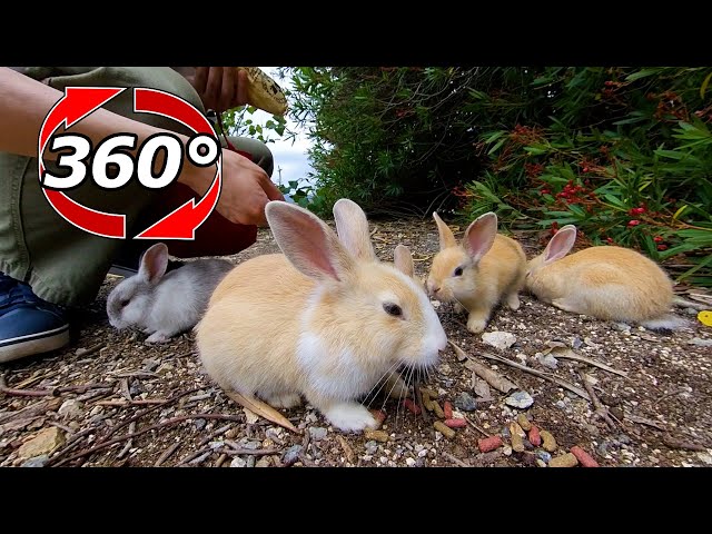 VR 360° | Cute little rabbits are gathering!