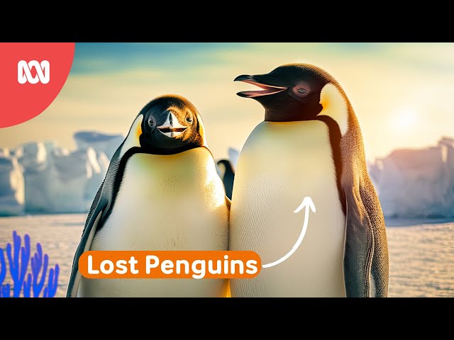 Penguin gets lost! | Reef School Stories