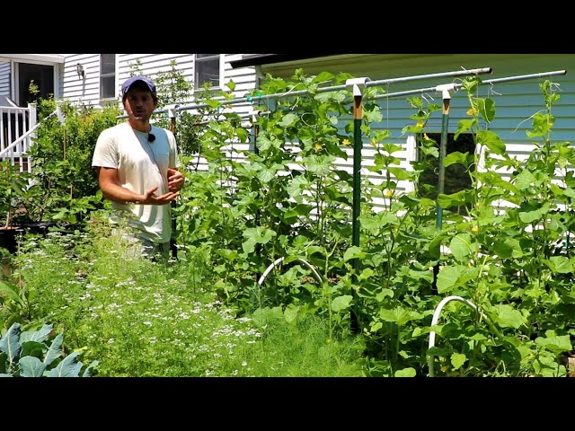 Growing Melons | Training them Vertically, Disease & an Experiment to Sweeten the Fruit