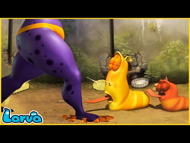 LARVA | GIANT | CARTOON MOVIE FOR LIFE |THE BEST OF CARTOON | HILARIOUS CARTOON COMPILATION