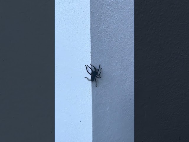 giant spider luquillo Puerto Rico