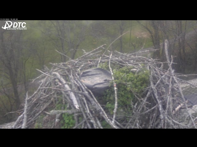 LIVE Osprey Nest BirdCam in Carthage, TN courtesy of DTC Communications.