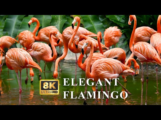 8K HDR Elegant Flamingo - Colorful Birds With Calming Music | Nature Animals Film