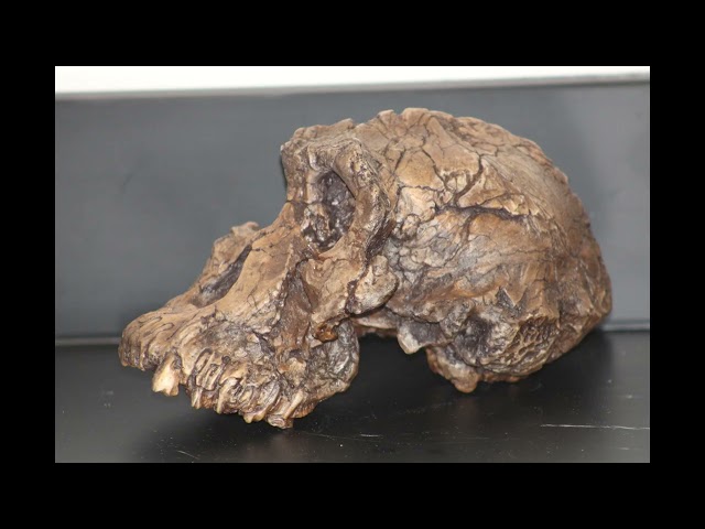 Australopithecus anamensis