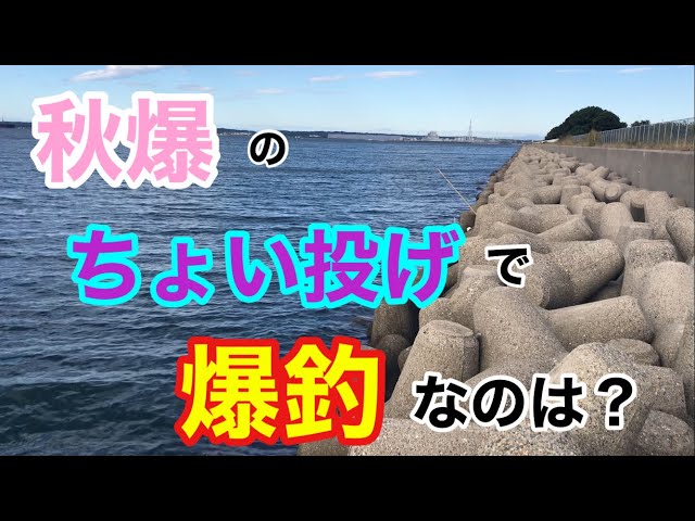 秋爆の三河湾のちょい投げで爆釣なのは？キス釣り