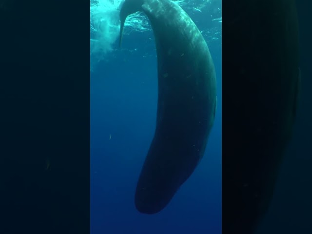 Can We Learn To Talk to Sperm Whales? @TED #ted #shorts