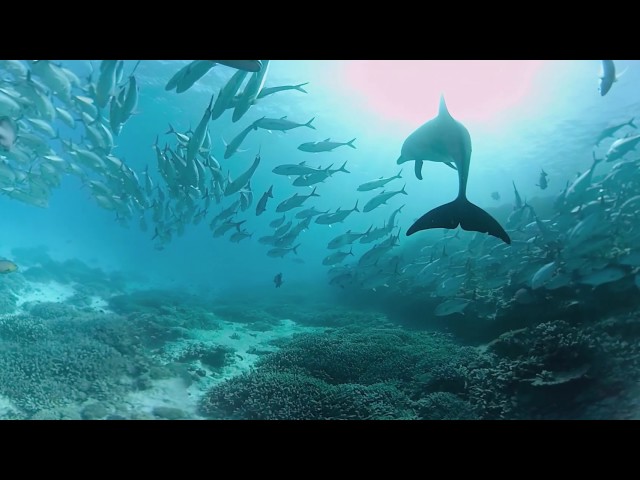 Swimming with Dolphins in 360° on the Great Barrier Reef