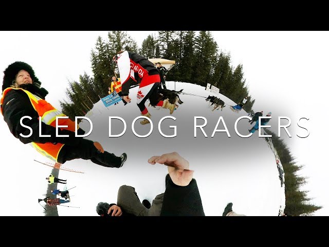 Dog Sled Team +Moose Attack Story - 360˚ VR VIDEO