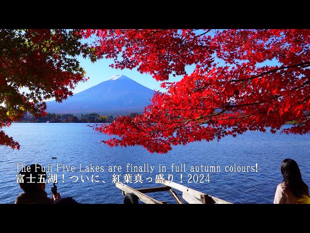 The Fuji Five Lakes in my hometown are in the midst of their autumn foliage!