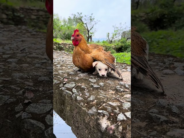 Heart touching Love Between Pets And Hen 🐕❤️🐓#shorts #animals