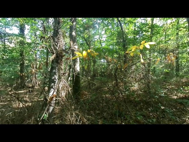 2022 -  VR180 3D -  NATURE 3D -   Evolution d'une forêt  - 12 sept    Insta360 EVO - 4k