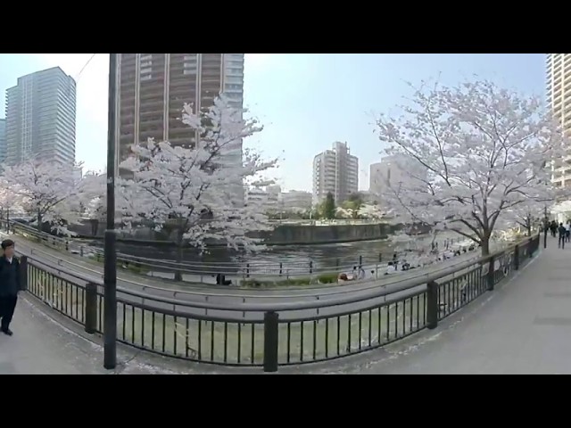 meguro river sakura insta360 one