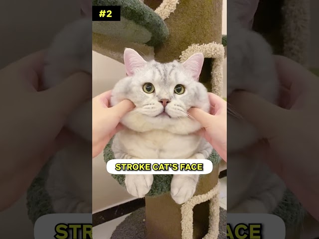 Testing your cat’s trust in 6 steps! 🐈