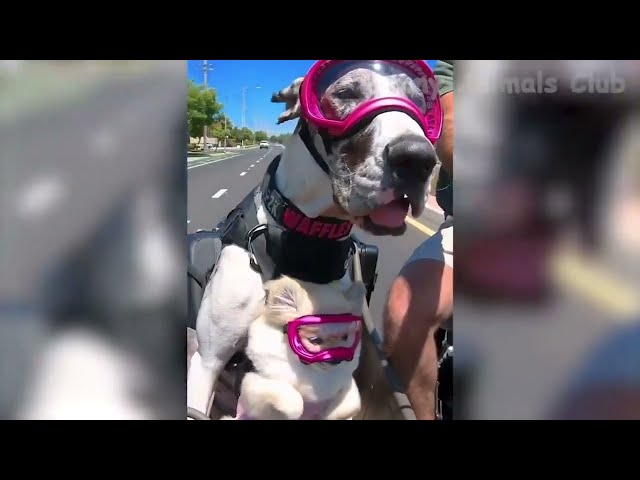 funny and cute animal videos compilation 2022 | tiktok funny animals video