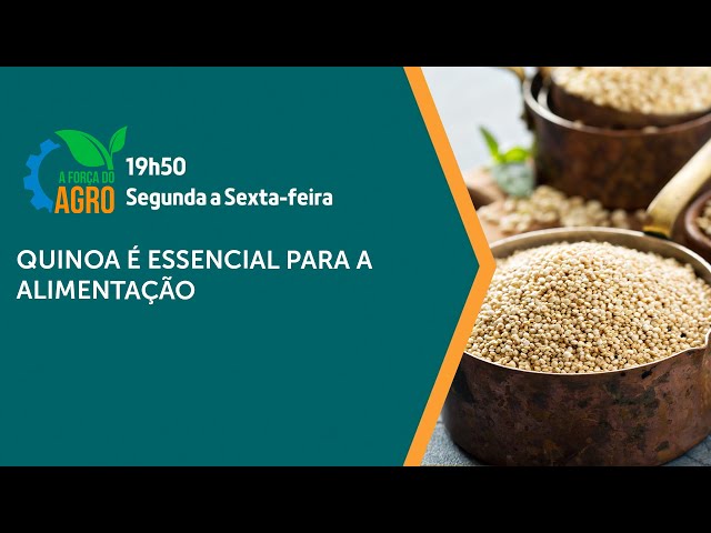 A Força do Agro - Quinoa é essencial para a alimentação