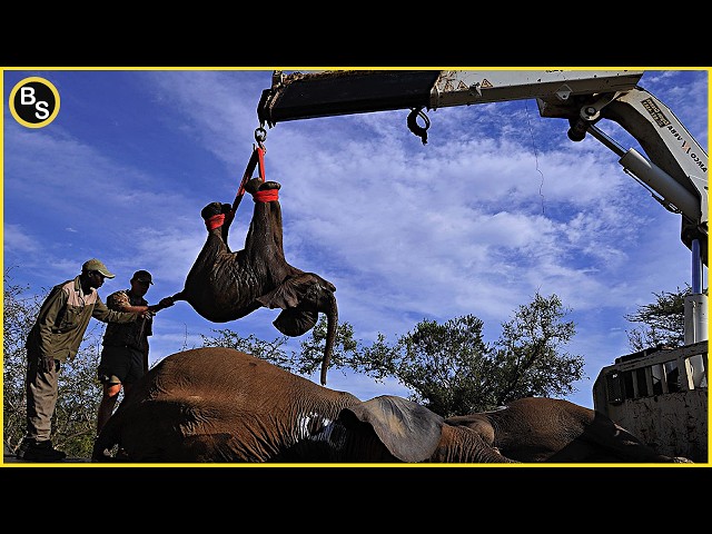 Mission Impossible: Relocation of 54 ELEPHANTS by Kenya Wildlife !! [CC On]