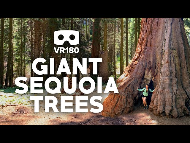 VR180 Giant Trees at Sequoia & Kings Canyon National Parks Virtual Tour | 3D VR Insta360 EVO