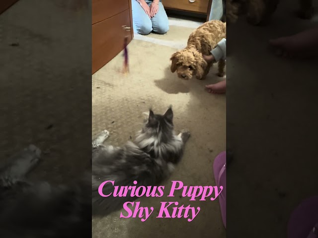 Adorable Maine Coon Kitten Meets Playful Cavoodle Puppy for FIRST TIME