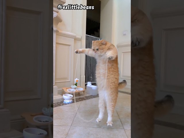 Cat jump rope