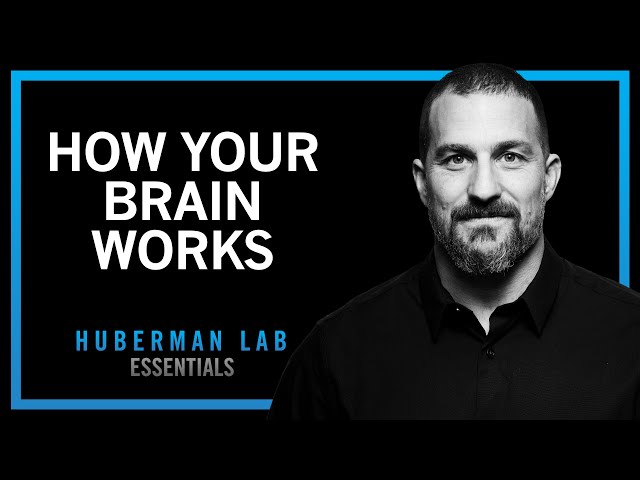 Essentials: How Your Brain Works & Changes