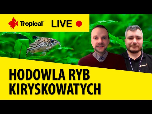 TROPICAL LIVE | Hodowla ryb kiryskowatych/Breeding Callichthyidae Fish - Piotr Robakowski (ENG SUB)