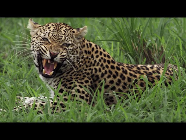 Why did this Leopard Mother Fight Her Own Daughter? | BBC Earth