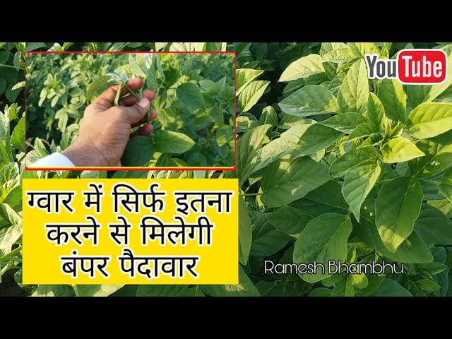 ग्वार की खेती में ध्यान देने वाली बातें सिर्फ यह दो काम कर दो बंपर होगी पैदावार | Guar farming 2020