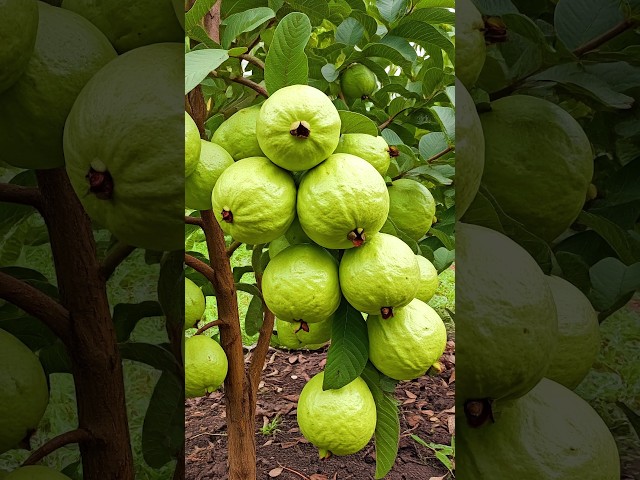 🌿Grow Guava Tree Faster with These Pro Tips using Cucumber🥒#guava #fruittree