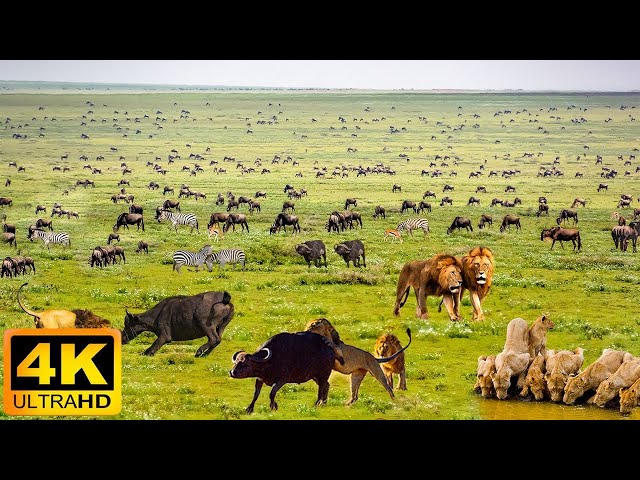 4K African Wildlife: Queen Elizabeth National Park - Scenic Wildlife Film With Real Sounds