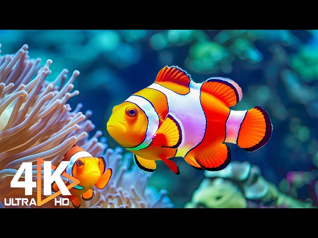 Marvel at Sea Animal in The Best 4K ULTRA HD Aquarium - Dive Into The Mesmerizing Underwater Realm