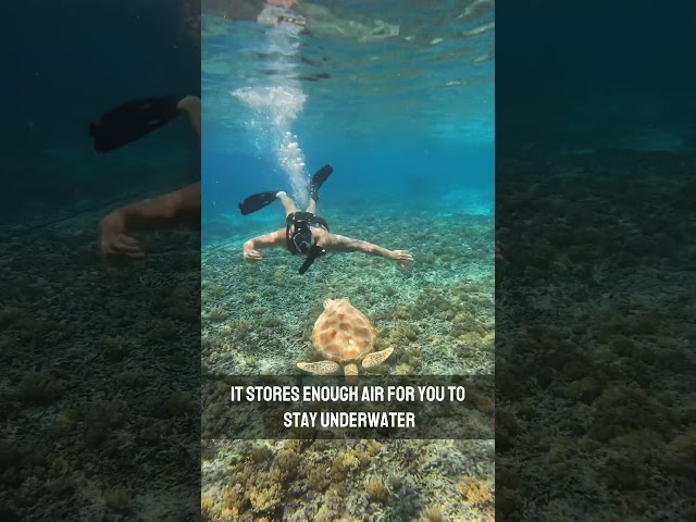 This is a childhood dream 🤩 #fyp #underwater #diving #scuba #beach #snorkeling #summer #bali #gilit