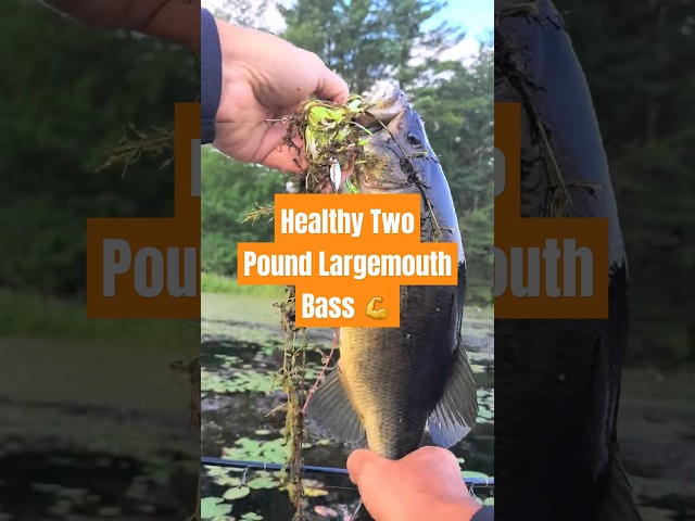 Healthy Two Pound Largemouth Bass #shorts #fishing #bassfishing #fish