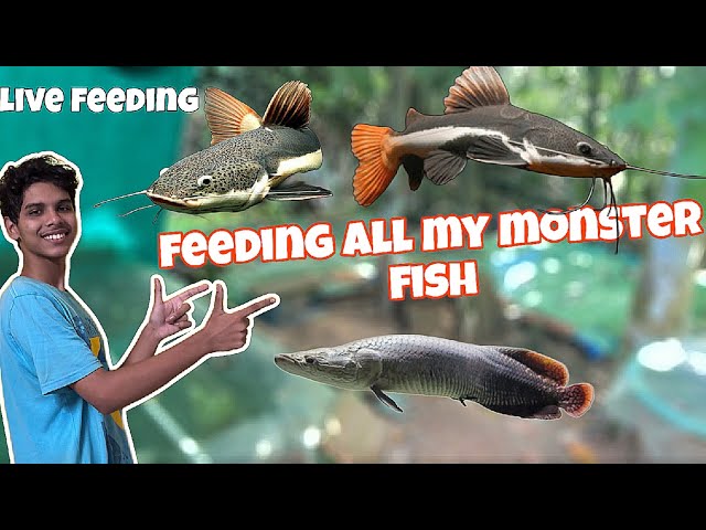 Feeding All My Monster Fishes !!! **Live Feeding** ❗