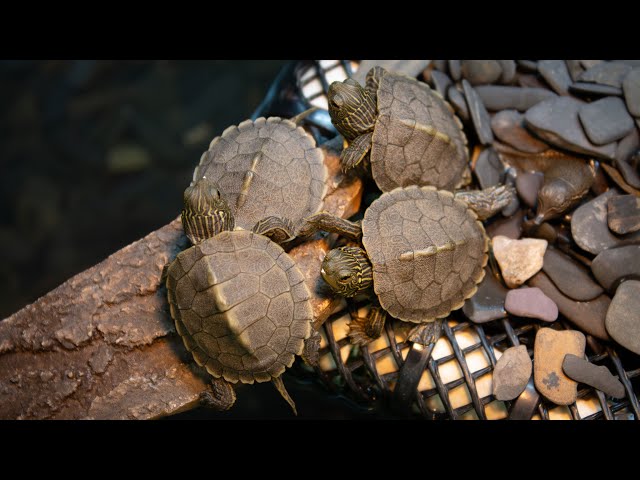 Live Baby Turtle Cam at ECHO, Leahy Center for Lake Champlain