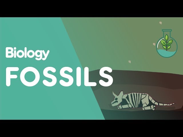 How Do Fossils Form | Evolution | Biology | FuseSchool