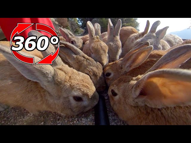 VR 360° | Rabbits are gathering in large numbers and there isn't enough food! Tragedy at the end…