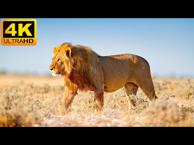 4K African Animals: Masai Mara National Park - Relaxing Music With Video About African Wildlife