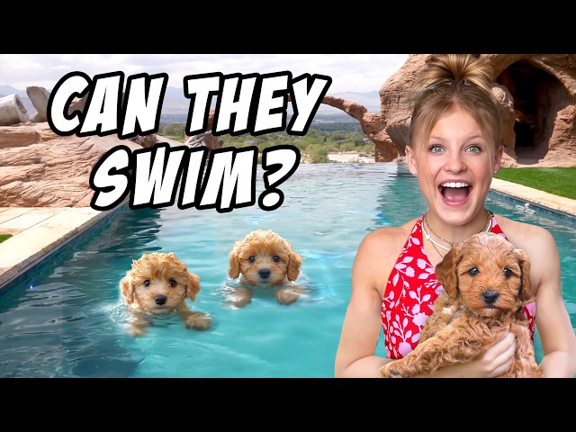 Teaching My PUPPIES To SWIM for the First Time!