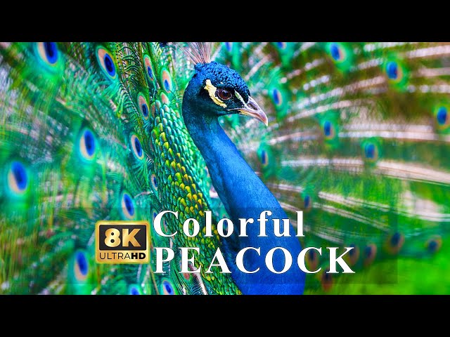 Beautiful Nature in 8K HDR | Colorful Birds - Peacock | Birds Chirping