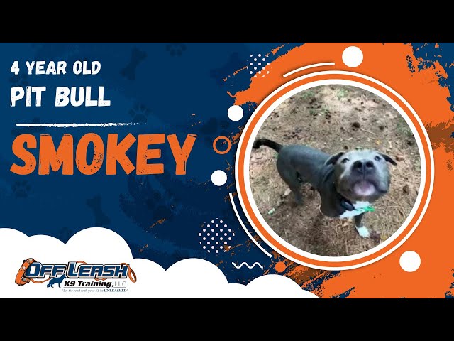 Smokey | 4 Year Old Pit Bull | Off Leash Pit Bull Training, Georgia