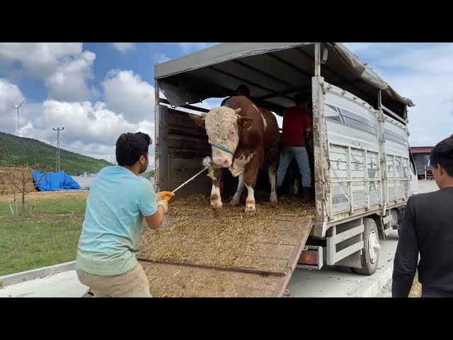 QURBAN ANIMAL UNLOADING 2021