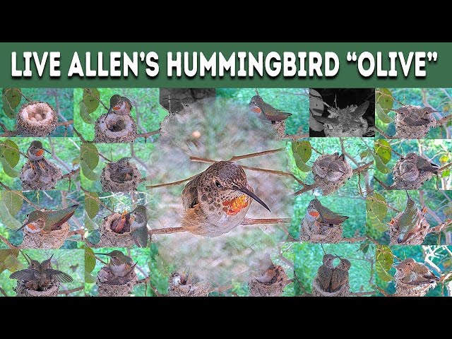 ❤️ LIVE: Join Olive, Our Famous Allen's Hummingbird, as She Prepares for Nesting Season! 🐦