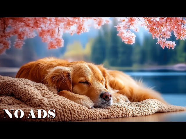 12 Hours Music to Help Dogs Sleep Deeply🐶Anti-anxiety music for dogs💖Sleep instantly in 3 minutes