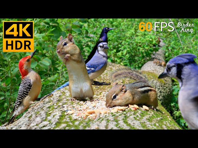 Cat TV for Cats to Watch 😺 Funny Chipmunks Birds Squirrels 🐿 8 Hours 4K HDR 60FPS