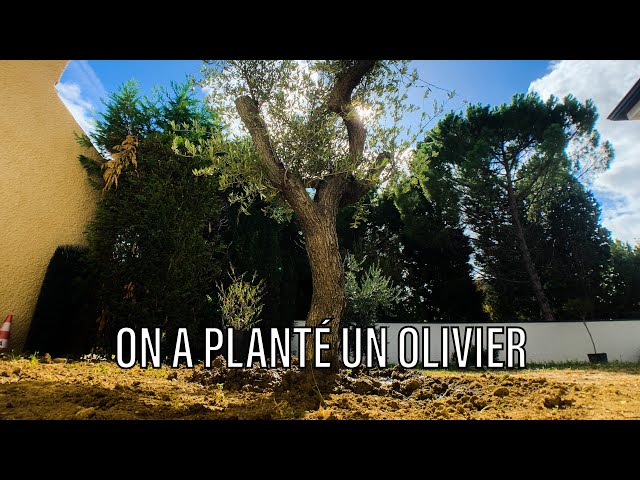 Ce matin, on a planté un Olivier